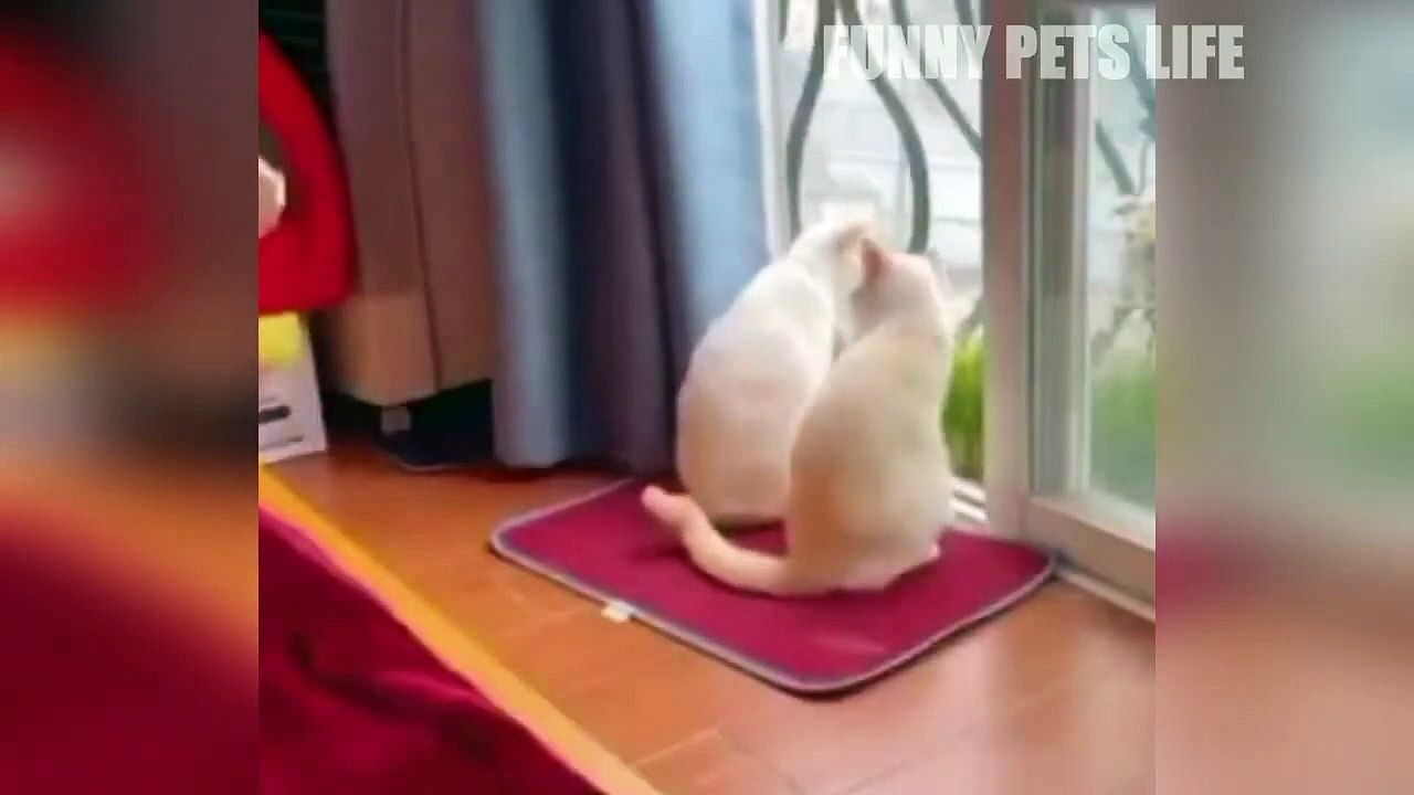 Funny cat memes compilation, try not to laugh