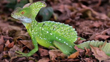 Did You Know? The Basilisk  Lizard || FACTS || TRIVIA
