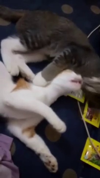 cat Attack hahaha..