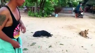 funny video!!.Troll Prank Dog Funny & fake Lion and Fake Tiger Prank To dog & Huge Box Prank to dog
