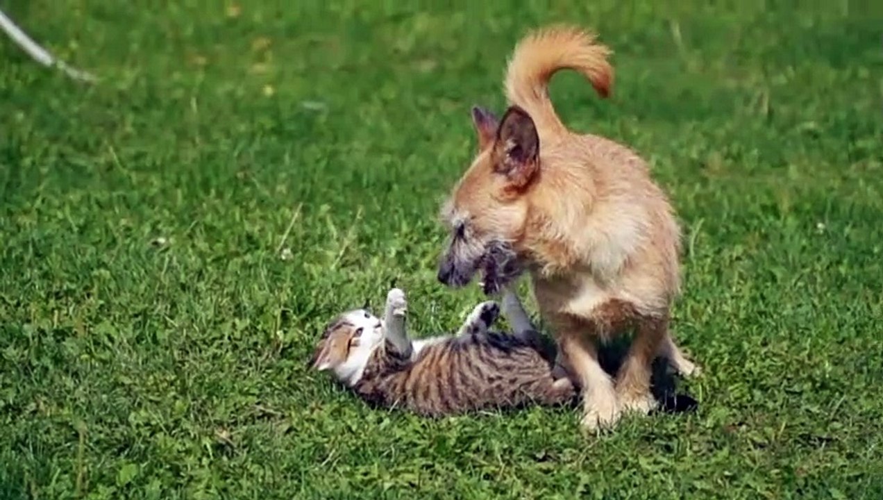 dog playing with cat Video Dailymotion