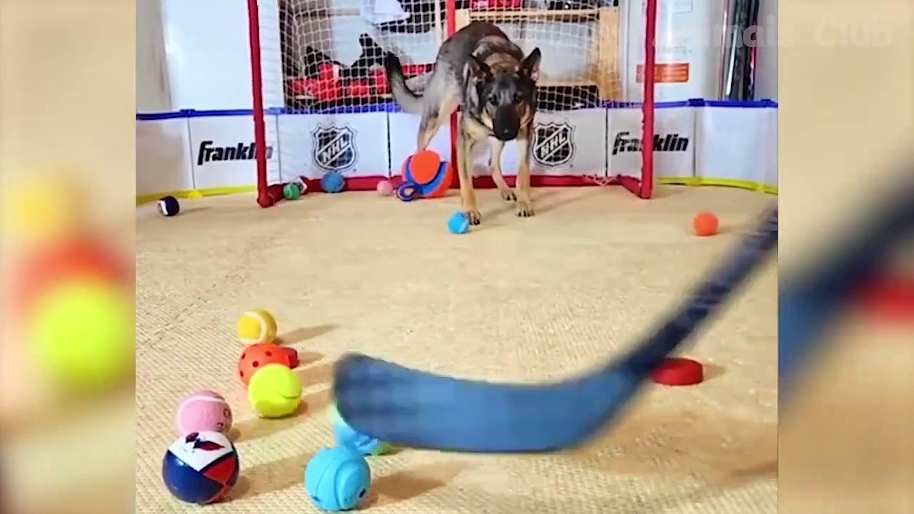 Funny Animal Videos 2022  - Best Dogs And Cats Videos  #28
