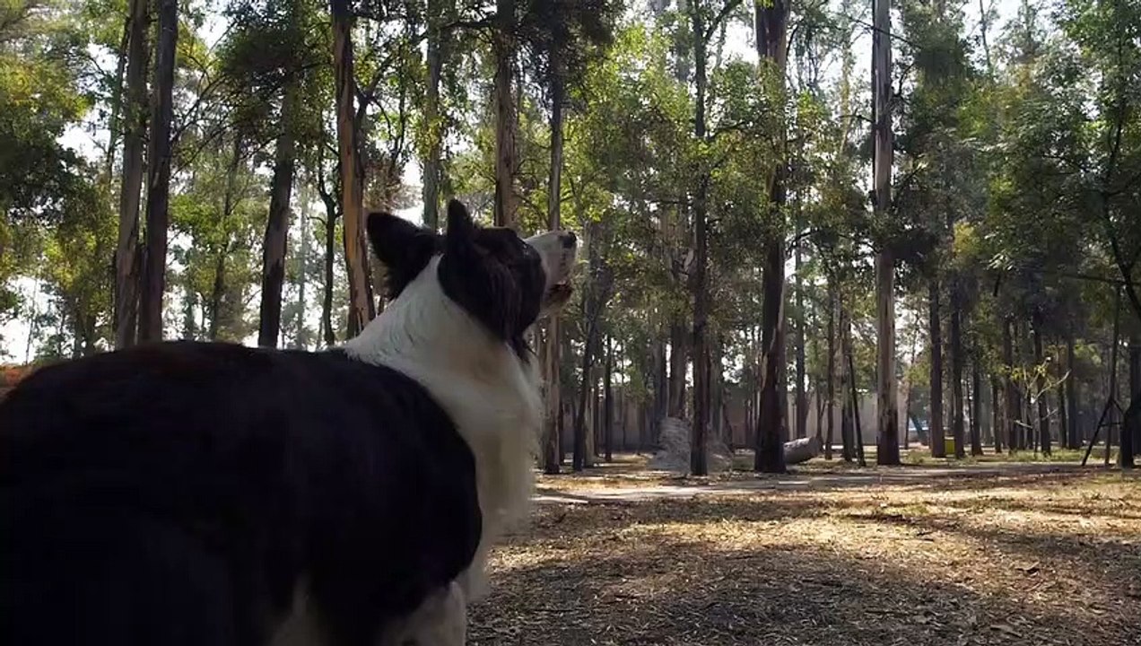 anjing - nangkap - bola -mixkit-dog-catches-a-frisbee-in-mid-air-1557-medium