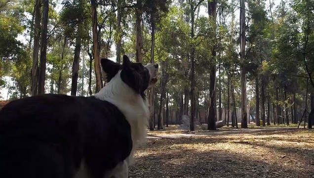 anjing - nangkap - bola -mixkit-dog-catches-a-frisbee-in-mid-air-1557-medium