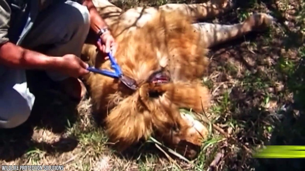 15 Animals That Survived The Impossible