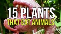 15 Plants That Eat Animals
