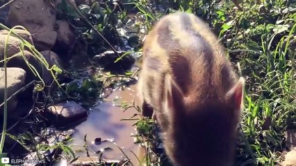 15 Times Animals Felt Emotions