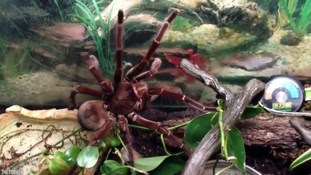 15 Most Dangerous Animals On Planet Earth