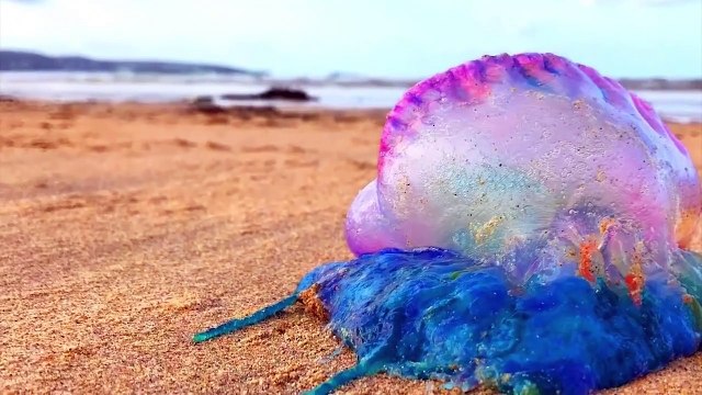 15 Beach Moments Were Not Filmed, No One Would Believe It!