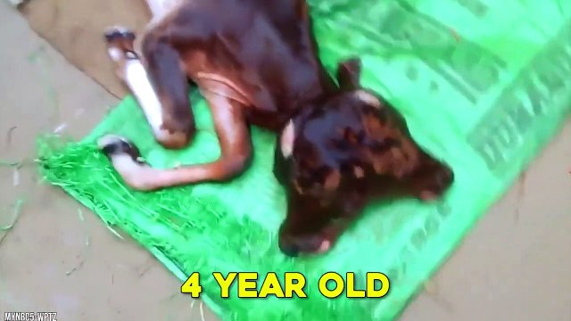 15 Weird Two Headed Animals You Won't Believe