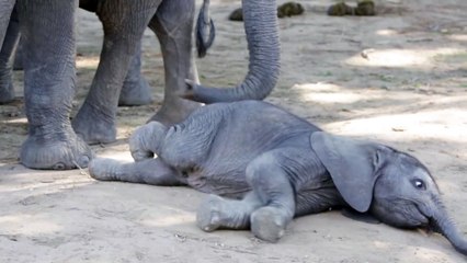 elephant calf trying to stand up