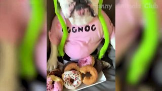 Funny Animal Videos 2022  - Funniest Cats And Dogs Videos  #26