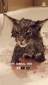 funny cat video short  funny cat videos cat videos funny videos #shorts #ytshorts #shortsfeed