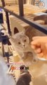 cat shorts | cat video  funny cute cat #shorts #catshorts #shortsvideo #cuteanimalno1 #viralshort