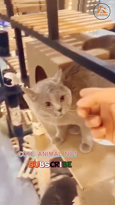 cat shorts | cat video  funny cute cat #shorts #catshorts #shortsvideo #cuteanimalno1 #viralshort