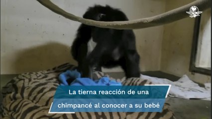 Conmovedor. Así reaccionó una mamá chimpancé al reunirse con su bebé