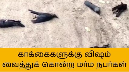 வேலூர்: காக்கைகளுக்கு விஷம் வைத்துக் கொன்ற மர்ம நபர்கள்!