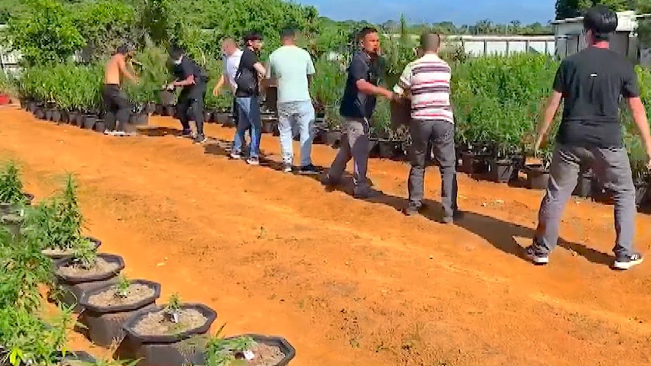 8 Indicted Over Taiwan's Biggest Marijuana Grow Bust - TaiwanPlus News