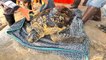 Sea Turtles Freed After 50 Years in Captivity in Penghu - TaiwanPlus News