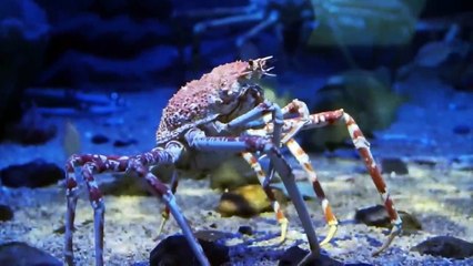 15 Biggest Catches of All Time on Planet Earth