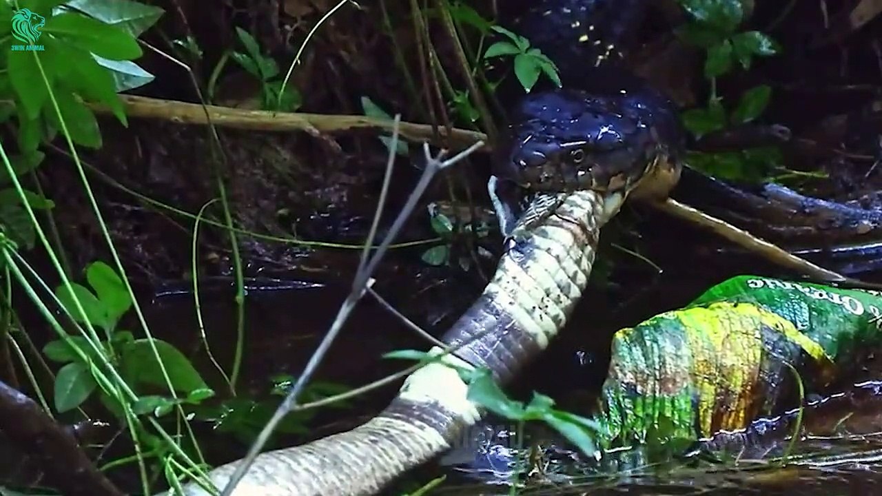 TOP 10 Heartbreaking Moments Giant Snakes Crush Their Prey Animals