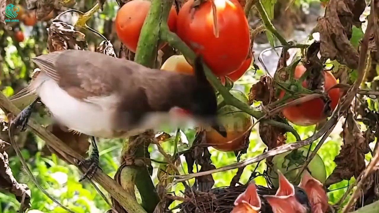 20 Unbelievable Moments Crazy Mother Bird Attacks Big Snake To Protect Her Baby   Animals Fight (4)