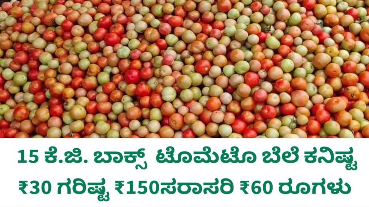 ಚಿಂತಾಮಣಿ: ನಾಟಿ ಸಾಹು ಟೊಮೆಟೊ ಬೆಲೆ ಇಳಿಕೆ
