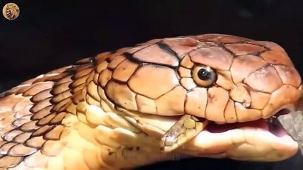 7 Crazy Moments The Hungry Snake Eats Everything Around   Animals Fight (4)
