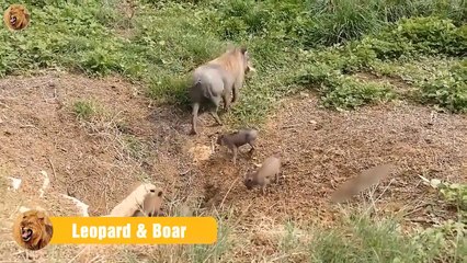 Evil Moment The Hungry Leopard Defeats the Poor Wild Boar   Animals Fight (2)