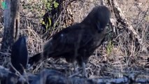 Breathtaking! This Is How Eagles Kill Venomous Snakes Without Injury   Animals Fight (2)