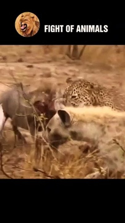 Leopards Join Forces With Wild Dogs To Eat Wild Boar #shorts