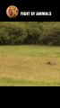 Hunting Moment Wild Boar Becomes Lion's Delicious Meal #shorts