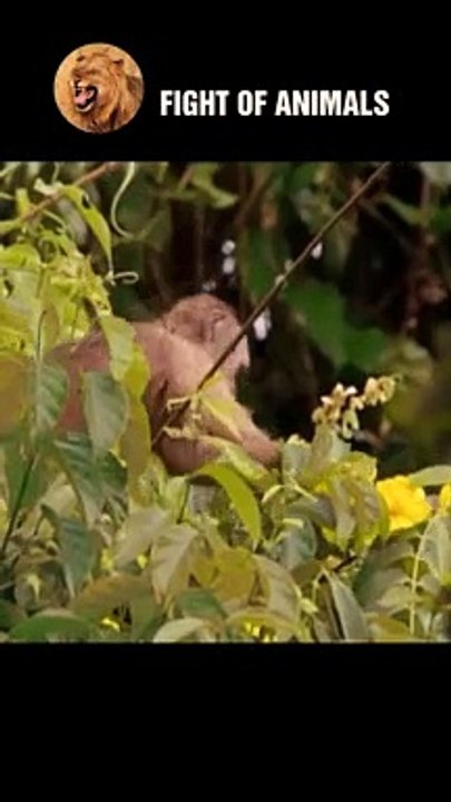 Baby Monkey Dies Miserably Under the Claws of an Eagle #animal #shorts #shortvideo #animals