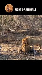 The Lion Is Weak To The Fierce Wild Dogs #animals #shorts #shortvideo #animal