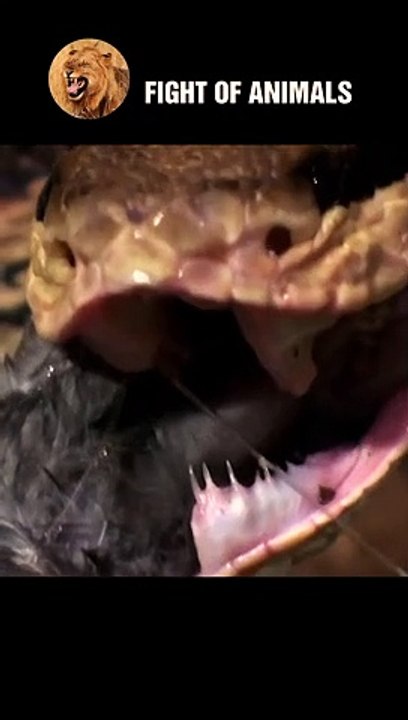 TOP 10 Most Dangerous And Scary Animals in the World #animals #shorts #shortvideo #animal