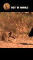 Wild Buffalo Fights With The Lion King #animal #shorts #shortvideo #animals #buffalo #lion