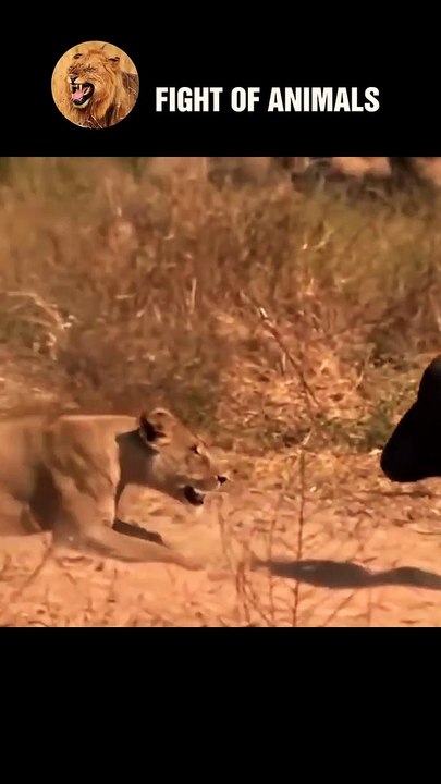 Wild Buffalo Fights With The Lion King #animal #shorts #shortvideo #animals #buffalo #lion
