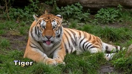 Animals Name And Sound Learn Bird Species in English  I Roar Animal's -- Animal World