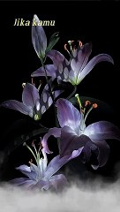 getsnackvideo.com_1668839184