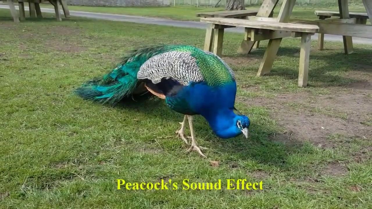 Beautiful Birds Sound Fact