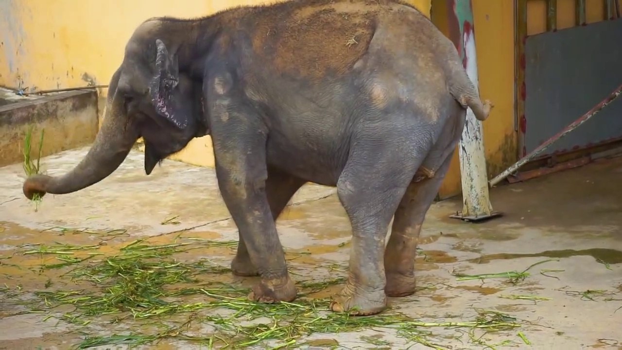 Funny animal sounds- Elephant, cow, chicken, horse, duck, dog, cat - Part 4
