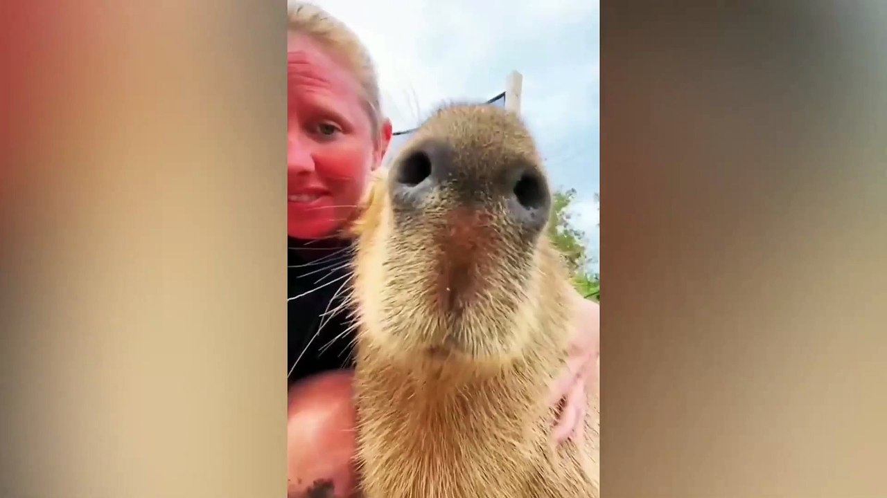 Funny & Cute Animals that Bright Your Day  | Funny Animals Compilation