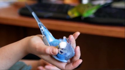 Birds and parrots talk and sing in a funny way.