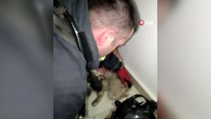 Kediyi hayatta tutmak için zamanla yarıştılar