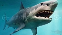 Did You Know? Sharks and Music || FACTS || TRIVIA