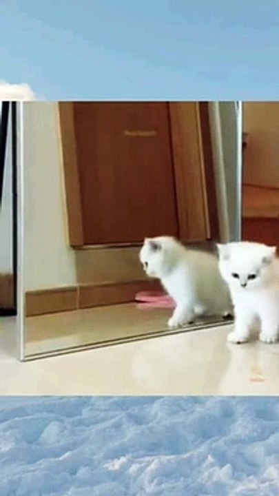 Funny kid cat
