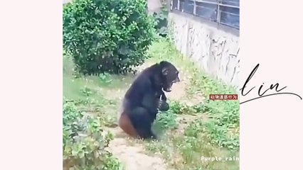  VIDEO LUCU BIKIN NGAKAK SAKIT PERUT || TERBARU 2022 ||  @Viral in ​