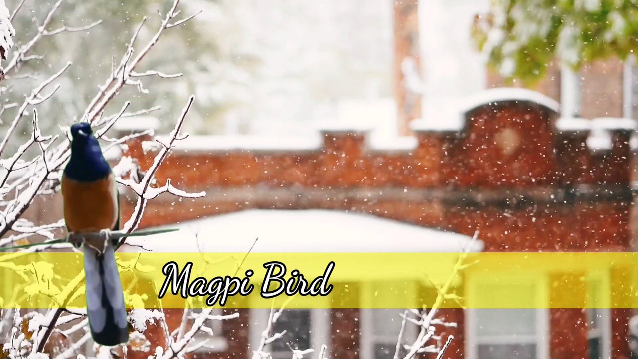 The melodious sound of a magpie bird from Indonesia