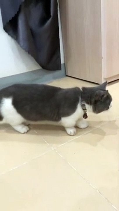 Cute And Funny Cats