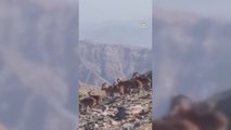 MSB, terör örgütü PKK'dan temizlenen İkiyaka dağlarındaki doğal yaşamı paylaştı